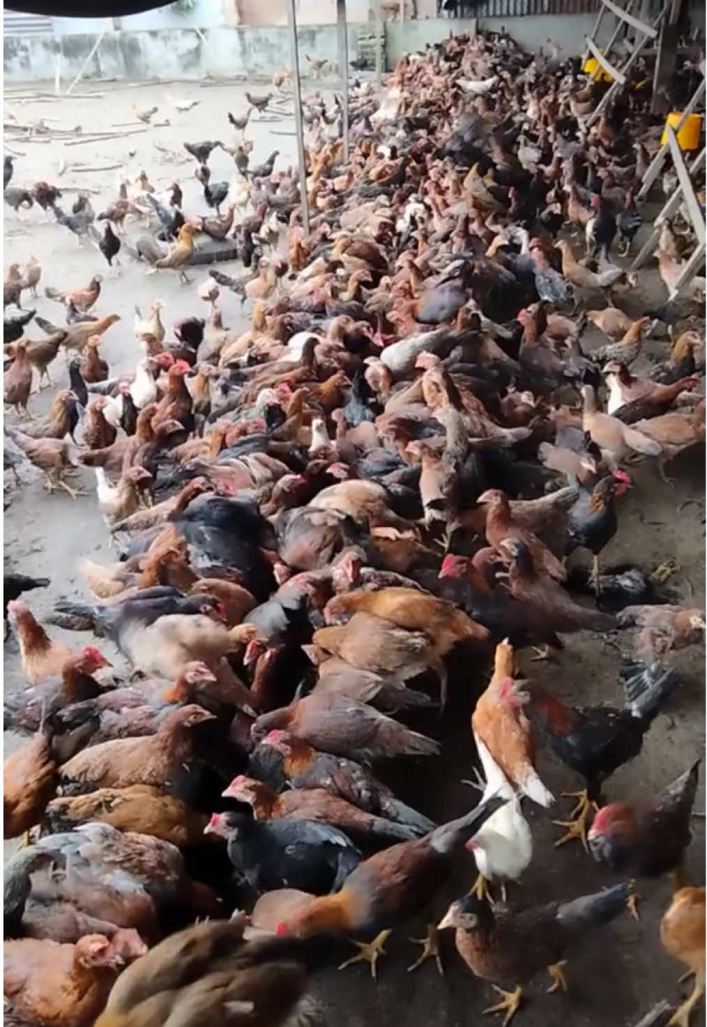 Cara agar ayam tidak terkena penyakit, vitamin ayam yang bagus #ayamkampung #ayamkampungasli #peternakayam #pakanayam #vitaminayam 