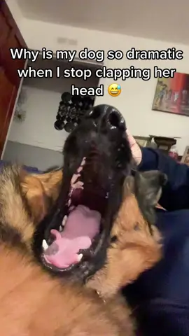 when you stop petting dog #fyp #dog #dogs #doglover #dogsoftiktok 