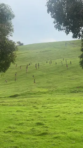 Biggest Mob of kangaroos I’ve ever seen  ##travelnurse##westernaustralia##kangaroo##fergusonvalley##australia