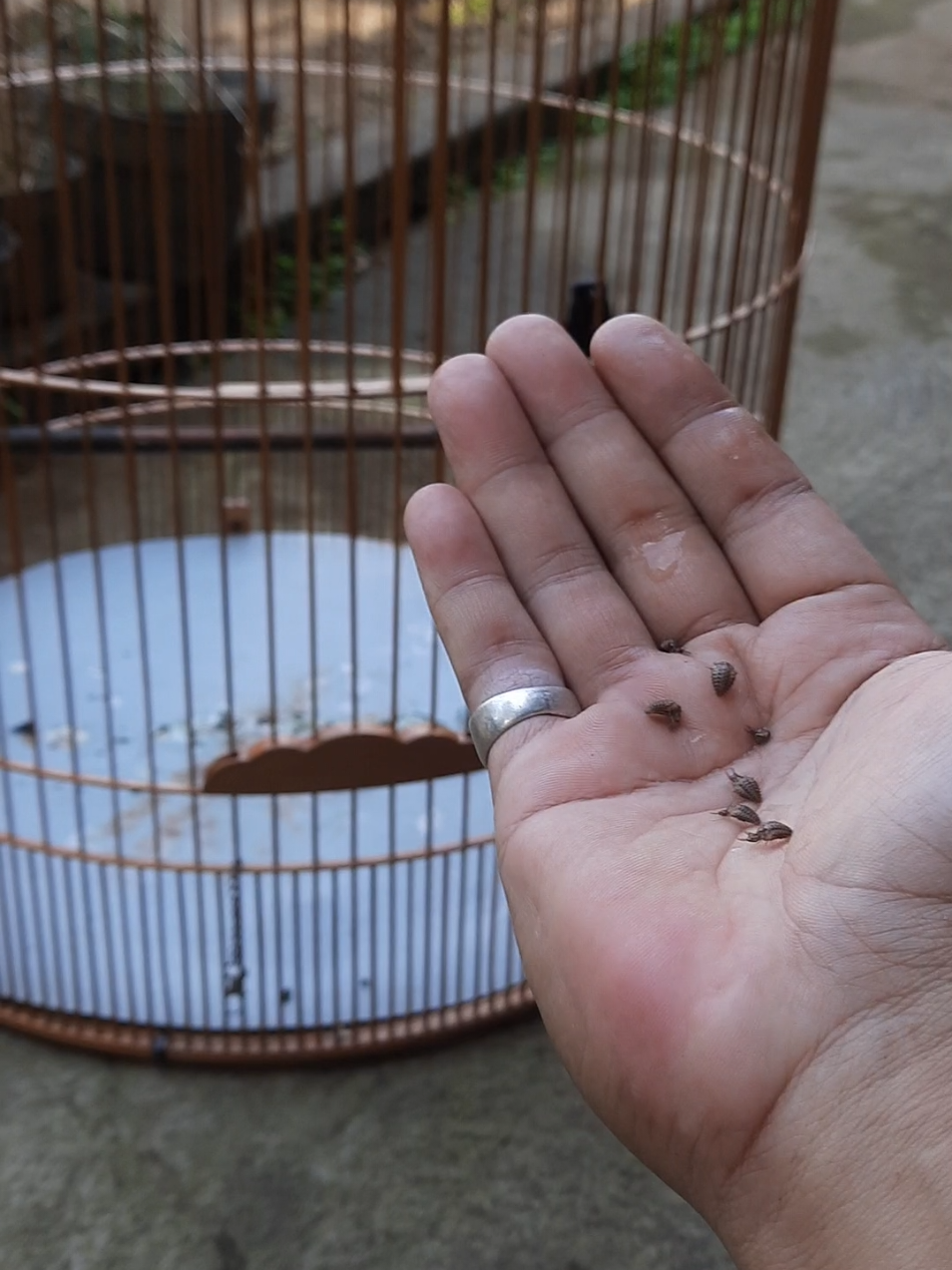 murai pakan undur-undur, ada yg punya pengalaman mari berbagi, #burungkicau #tiktokindo #rawatanmurai #muraiciak 