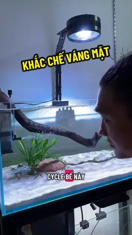 Cách xử lý váng mặt bể cá #nacmeca #thuỷsinh #cácảnh #phukienthuysinh 