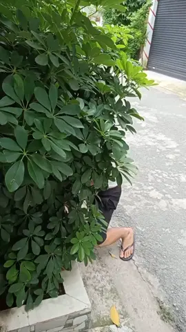 hữu duyên cứu được 3 bé mèo bị bỏ rơi🙈