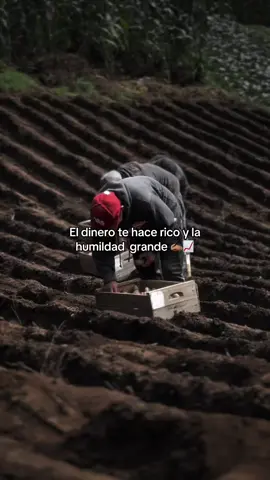 #🍀🤠❤🥔🧔🏻‍♂️💙🙏🌱 #fvpシviral🤠🔥 #frases_agricultor🥔🍀 #paratiii #contenido #agronomia🌱 #agricultor #siempre_al_millon💸🤝 