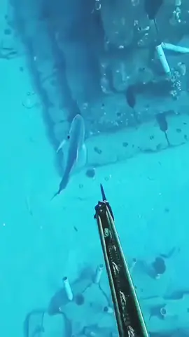 #spearfishing #underwater #fisherman #diving #fishing 