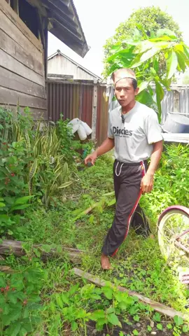 kerbau ajaib 🤣 #funny 