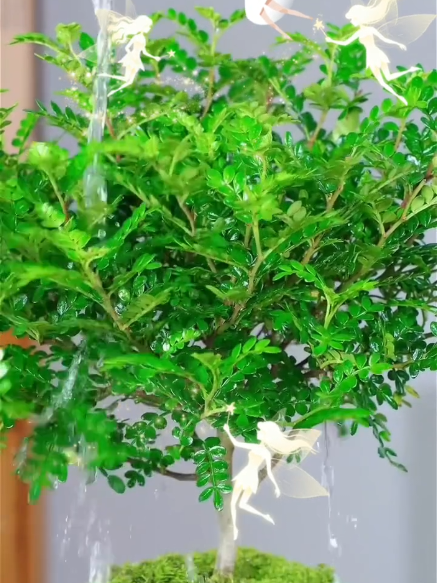 konon katanya.  apa ada yang percaya? #kayuwangi #peri 