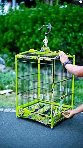 cucak ijomu waktune ganti sangkar bolo #sangkarburung #cucakijo #kicaumania #lombaburungberkicau #berandatiktok 