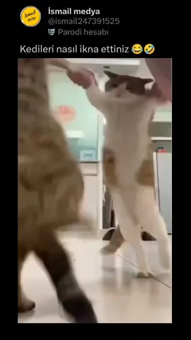 kedileri nasıl ikna ettiniz 😂🤣