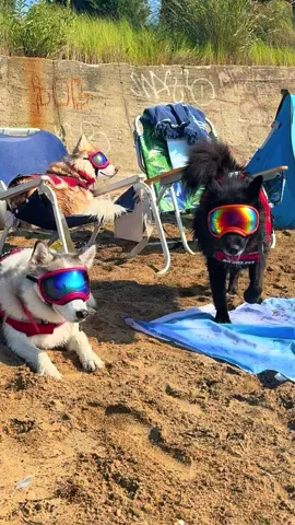 #livingbeachlife #foryoupage #fyp #siberianhusky #beach 