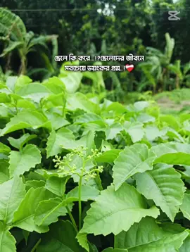 #bd #tiktok #videoviral #unfreezemyacount #tiktok 