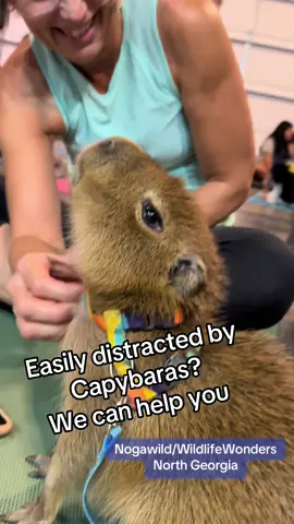 Easily distracted by Capybaras?  Your not alone! Join a Capybara yoga sessons where it  looks a lot like capybara cuddles or  capybara therapy or just plan ole fashion distraction.   Sessons at @Freedom Mill  and @NOGAWILD.  You can also just cuddle Capybaras in Helen Ga at @Capyfriends Cafe .  All more reasons to travel and visit the North Georgia mountains!  #capybara #yoga #animallover #cafe #brewery
