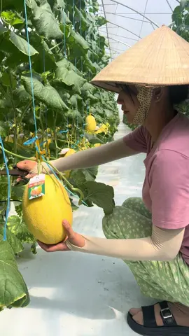 🍈✨ Vàng óng như nắng, ngọt lành như mật! Dưa lưới Lan Anh Farm chính thức “lên kệ” rồi đây! 🌿 ✅ Trồng trong nhà màng công nghệ cao ✅ Nguồn nước lọc RO tinh khiết ✅ Chuẩn VietGAP – An toàn tuyệt đối 👉 Mỗi trái dưa đều có tem QR truy xuất nguồn gốc, minh bạch từ vườn đến tay khách hàng. Lan Anh Farm – Chất lượng từ tâm, tươi mát ngọt lành! 💛 📍 Bạn đã sẵn sàng thưởng thức vị ngọt mát lành của mùa vàng này chưa?#LanAnhFarm #DưaLướiBếnTre #ChấtLượngTừTâm #DuaLuoiVietGAP 