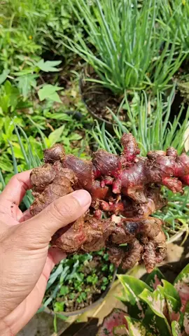 Jahe merah asli segar #jahemerah #jamer #jahe 