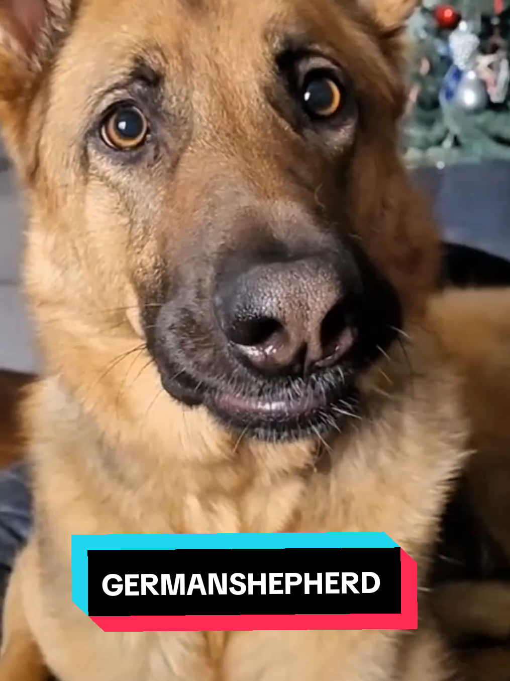 #LiveOutlandish #germanshepherd #germanshepherdsoftiktok #gsd #gsdoftiktok #malinois #germanshepherdpuppy  #funny #pet 