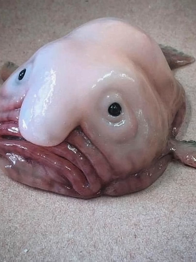 The blobfish, scientifically known as Psychrolutes marcidus, is a deep-sea fish notable for its gelatinous, blob-like appearance when brought to the surface. This is due to the extreme pressure of its natural habitat, which is significantly different from the surface environment.