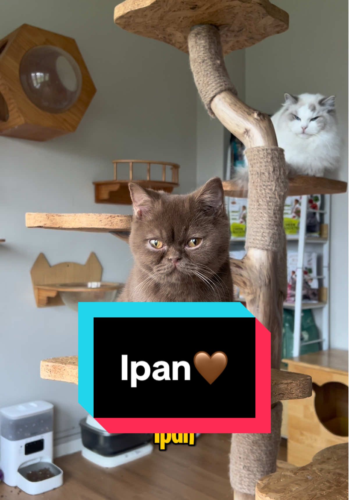 Borak pagi ngan Ipan sebelum kemas bilik #fyp #viral #fypシ゚ #catsoftiktok #kucingtiktok 