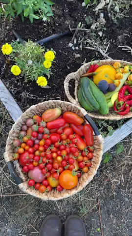 Tonight’s #gardenharvest 🍅🫶🏼 #growyourownfood #gardentok #organicgardening 