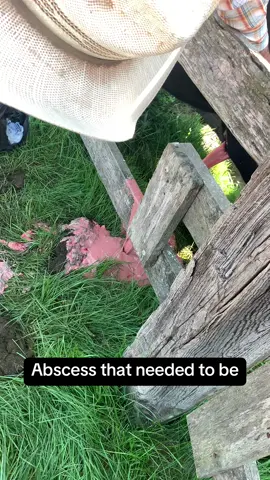 Just another day on the job….🤢#cows #gross #animals 