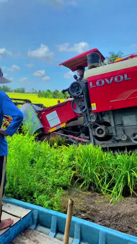 Quá díp #xuhuongtiktok #lovol130 #cộlúa #nhạcchillcảnhđẹp #hậugiang95 @Nguyễn linh kéo lúa cù😛😛😛 @Thanh Phúc 🫶🏻🍀 @FB:khang huỳnh @Nguyễn Tú 66 