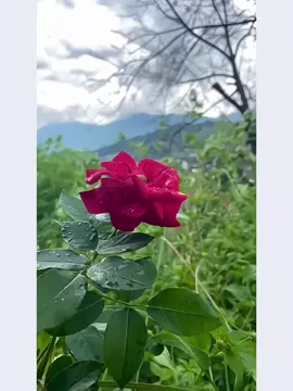 🔮 কল্পনাই একমাত্র ক্ষমতা, যা মানুষকে সীমার বাইরে নিয়ে যেতে পারে। #bdtiktokofficial #kesfetteyiz #olimpiadas #foryou #vairal   