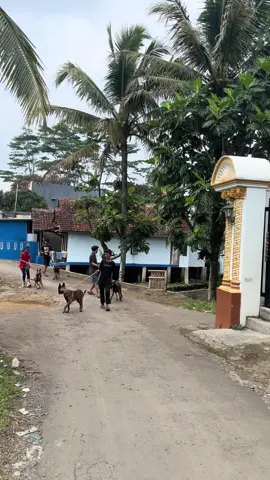 #pecintaanjing #belgianmalinois #belgianmalinoisoftiktok #fyp #anjingmalinois 