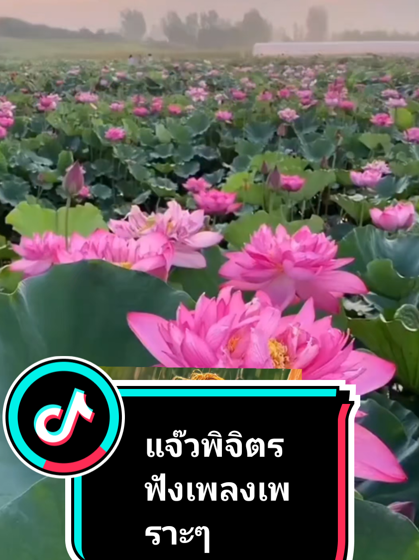แจ๊ว-พิจิตร-ฟังเพลงเพราะๆโดนใจ#เพลงดังติ๊กต๊อก100ล้านวิว2025 #เทรนด์มาแรงอันดับ1วันนี้ 
