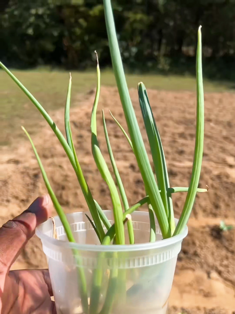 #duet with @WillEdmond #gardening #fyp yesss, i love it.. and they already have roots. it's fun watching them grow 🌱😊🪴🌱☺️