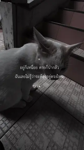 ;( #เธรด #เธรดความรู้สึก #เธรดเศร้า #เธรดคําพูด #เหนื่อย 