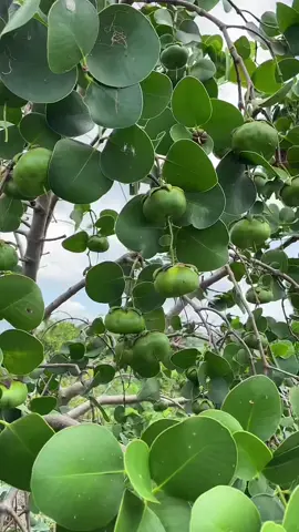 Trái bần ổi miền Tây #utomientay #traibanoi #xuhuong #caygiongbanoi 