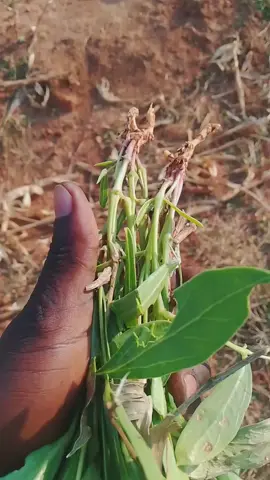 #usatiktok🇺🇸 #zanzibar🇹🇿 #congotiktok🇨🇩 #kenyantiktok🇰🇪 