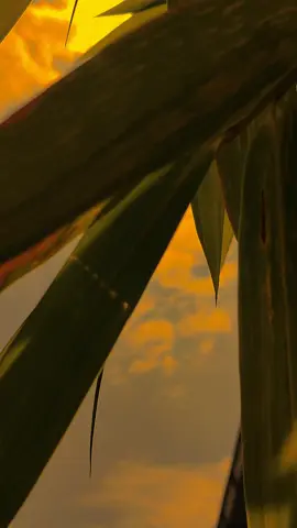 أخطر شيء هو أن لا نصلي إلا نادراً، ولا نلمس القرآن أبداً، ونكون بعيدين عن الله، وحياتنا جميلة. Yang paling berbahaya adalah, ketika jarang sholat,tak pernah menyentuh Al Qur'an,dan jauh dari Allah,tapi hidup kita baik-baik saja. #sadvibes🥀 #instrumenarabic #elsikagambus #masukberandamuu #arabic 