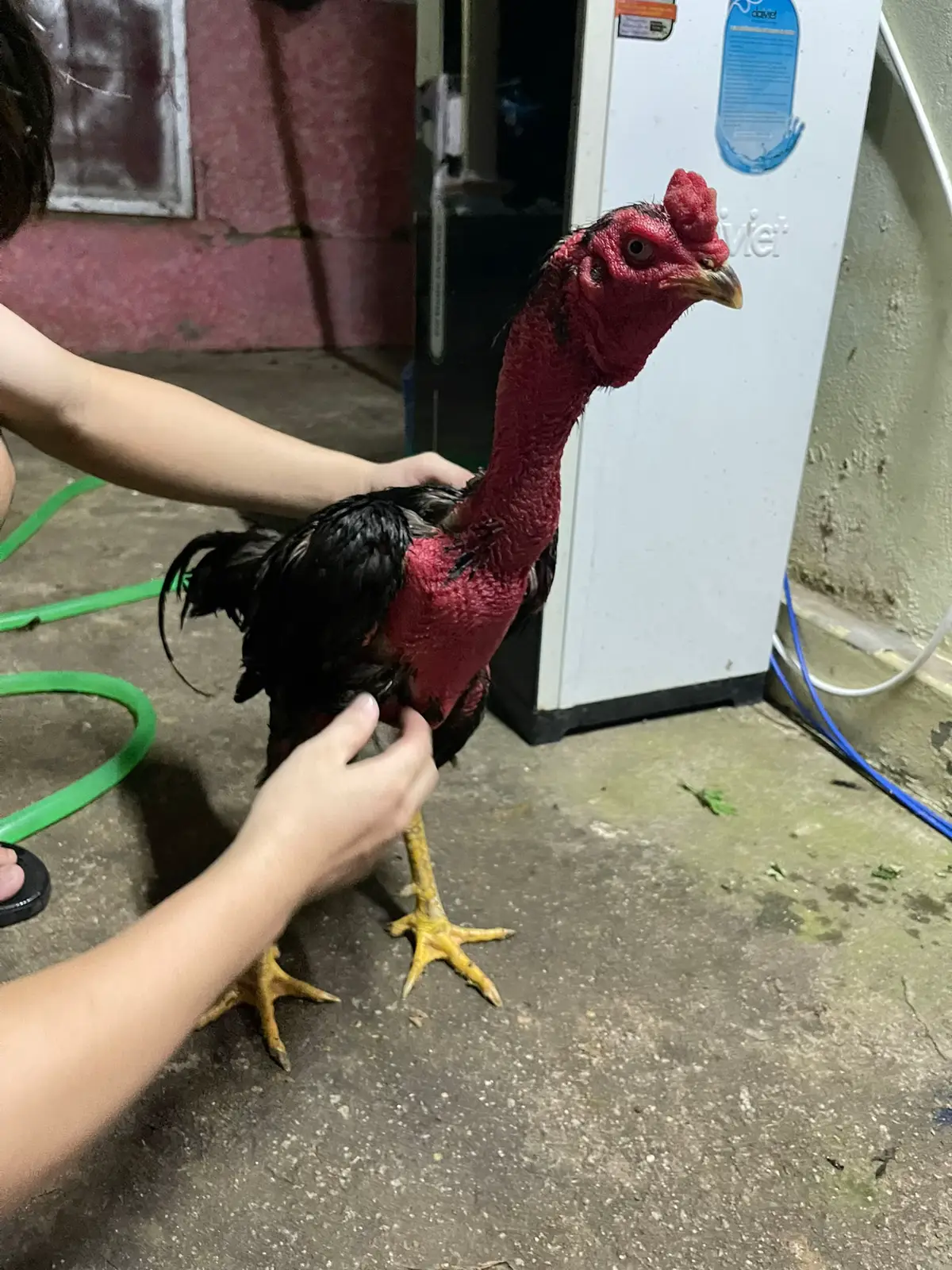 Mik có 3con gà đúc ko dùng đến e nầy ae nào ưng thì alo nhé ăn 2 cái cỏ r 