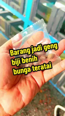 Barang jadi geng biji benih bunga teratai 🥰#fyp #fypシ #fyppppppppppppppppppppppp #tranding #viral #guppy #guppyfish #akuarium #bijibenih #bungateratai #bijibenihbungateratai #pokok #bunga 