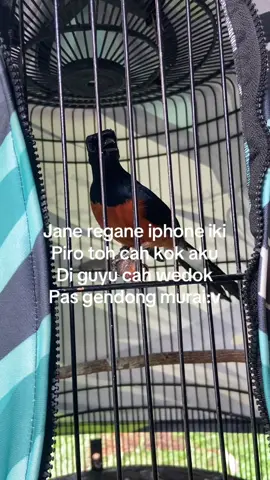 Piro cah #furalhargaiphone #fypシ゚viral #muraibatuindonesia #muraibatumedan #buangpacar 