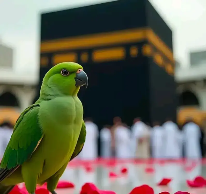 #forupage #100kviews #10kfollowesandlikedreams #😭😭🕋🕋🕋🕋🕋🕋🕋🕋🕋🕋🕋🕋🕋🕋🕋🙏🙏🙏🙏🙏🙏🙏😭😭😭😭😭✈️✈️🤲 #😭😭😭😭😭😭😭😭😭😭👉👉👉👉👉👉👉👉👉❤️❤️❤️❤️❤️❤️❤️❤️❤️❤️❤️❤️ MASHALLAH MASHALLAH ❤️ MASHALLAH MASHALLAH ❤️