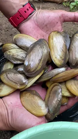 Meracik umpan buat mancing galatama lele kaya gini asli deh emang seribet itu😇😇😇 #mhmancing #resepumpan #gtlele 