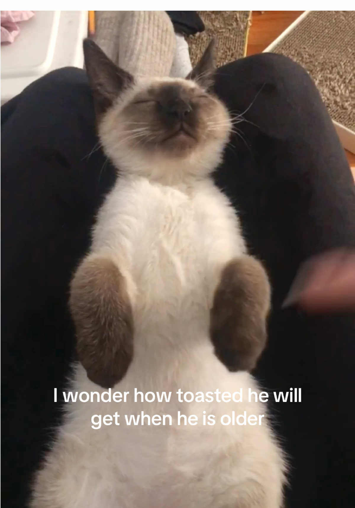 He’s turning 4 this week🥹 #siamese #cat