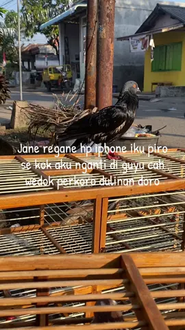 Hp iphone ambek doro larang ndi toh jane😒#MILAJAYATEAM #fyppppppppppppppppppppppp #ppmbsiindonesia #ppmbsipusat #ppmbsi_indonesia 