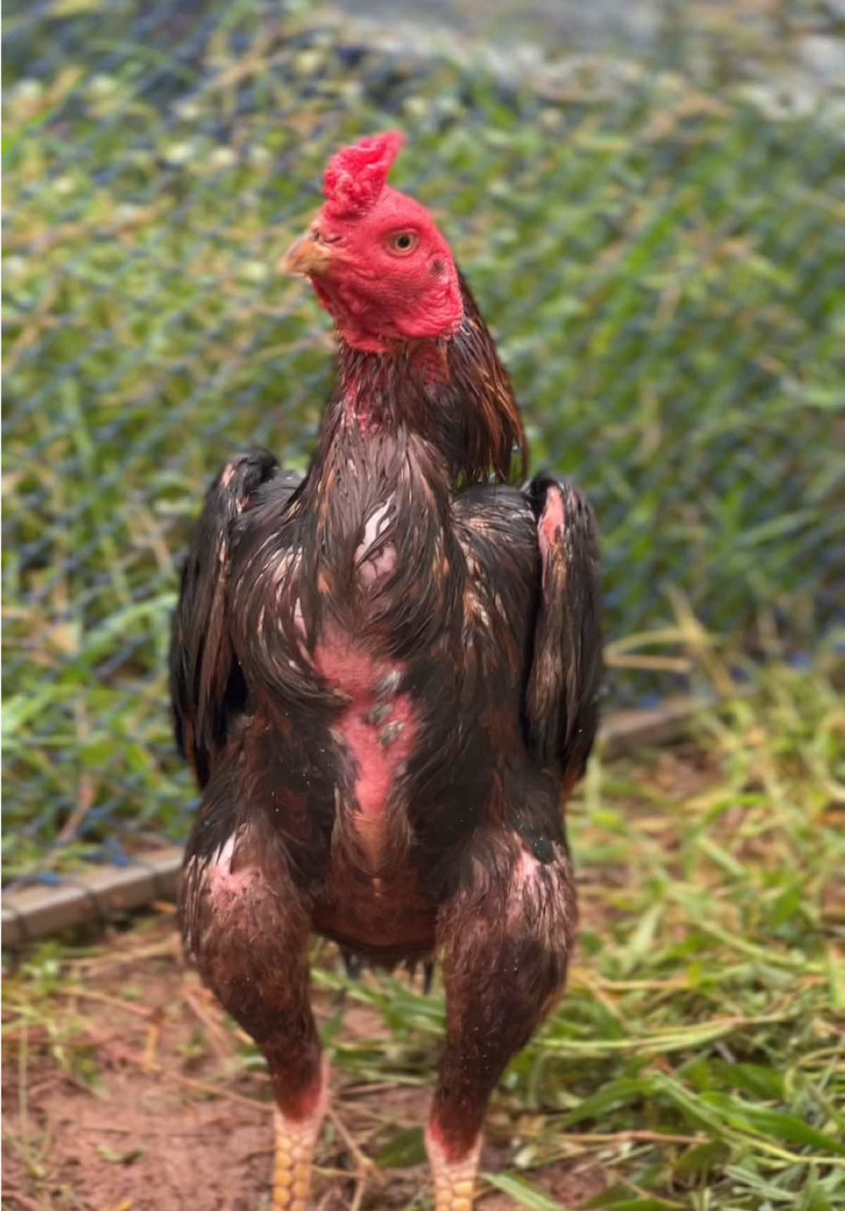 #ไก่ถ่ายขน 
