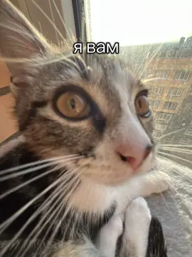 #котик #кошка #рек 