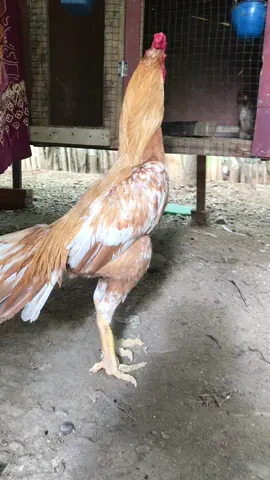 #bismillahfyp #ekorlidiindonesia #kandangframacehbesar #ekorlidisuper #ekorlidimadura 