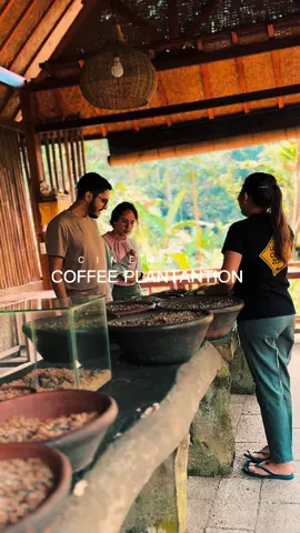 Coffee Luwak Plantantions  #balitourguide #coffee #coffeeluwak #luwakcoffee #baliluwakcoffee 