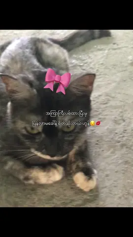 #ပြန်လာမခေါ်နဲ့ပစ်ထားတုံကထားပြီး#fypシ #viraltiktok #crdစာသား #ဒီတိုင်တင်တာပါနော်တမျိုးမထင်ကြပါနဲ့စော်မရှိတော့ဘူး🥹😅 