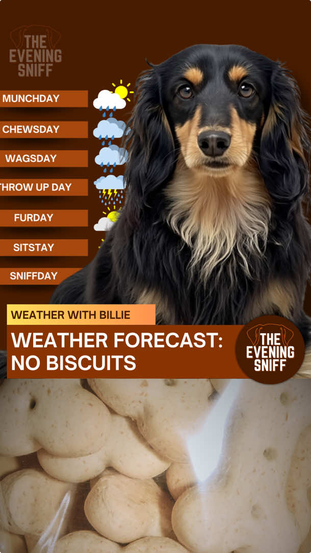 🦴 Follow For The Latest News Updates Weather Update With Billie! #newsparody #funnydogs #dogcomedy #dogmum