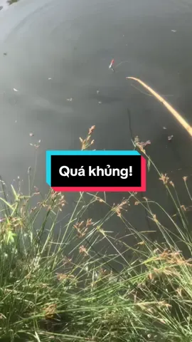 Quá khủng #fishing #xhhhhhhhhhhhhhhhhhhhhhhh #xhtiktok2025 #cauca #xhtiktok @Nhựt Thái Fishing @lý trường thịnh @Hoàng khôi fishing (review) @Hồ Không Móm @Đức Trọng Fishing @NHẤT MINH Fishing @NgMangEmDen @đăng khôi fishing 