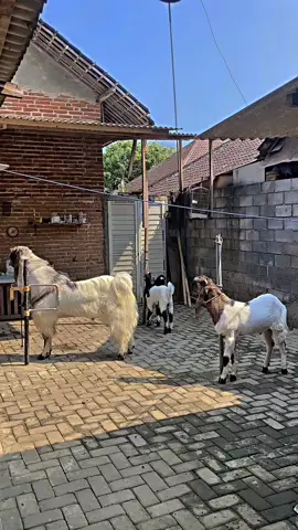 Nyobak upload 🤭 #CapCut #kambingetawakaligesing #kambingkontes #malang #etawaseni 