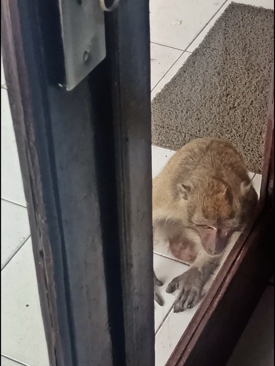 Monyet kaburrrrr😀 #fyppppppppppppppppppppppp 