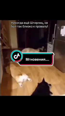 #юмор#кот#собаки#смешноевидео#рек