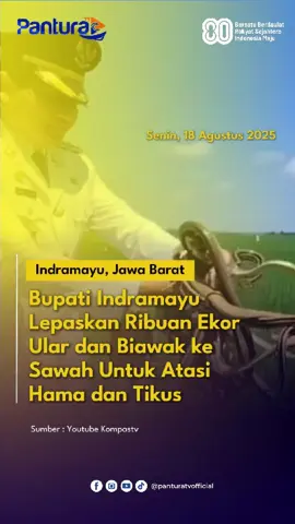 Bupati Indramayu, Lucky Hakim mengambil langkah inovatif untuk mengatasi masalah hama dan tikus yang meresahkan petani.  Dalam video yang beredar Lucky Hakim sudah melepaskan ribuan ekor ular sawah yang tak berbisa. Ular-ular itu antara lain seperti ular lanang sapi dan ular koros. Mengutip dari tribun, selain ular, ia juga mengembangkan populasi burung hantu melalui program rumah burung hantu (Rubuha) dan sedang mempersiapkan untuk menambah predator alami lainnya, yaitu biawak, agar rantai makanan di sawah kembali seimbang.   Tujuan menebar ular dan biawak ini adalah menciptakan ekosistem di mana predator dan mangsa saling mengontrol secara alami tanpa harus mengandalkan pestisida. Melalui program 