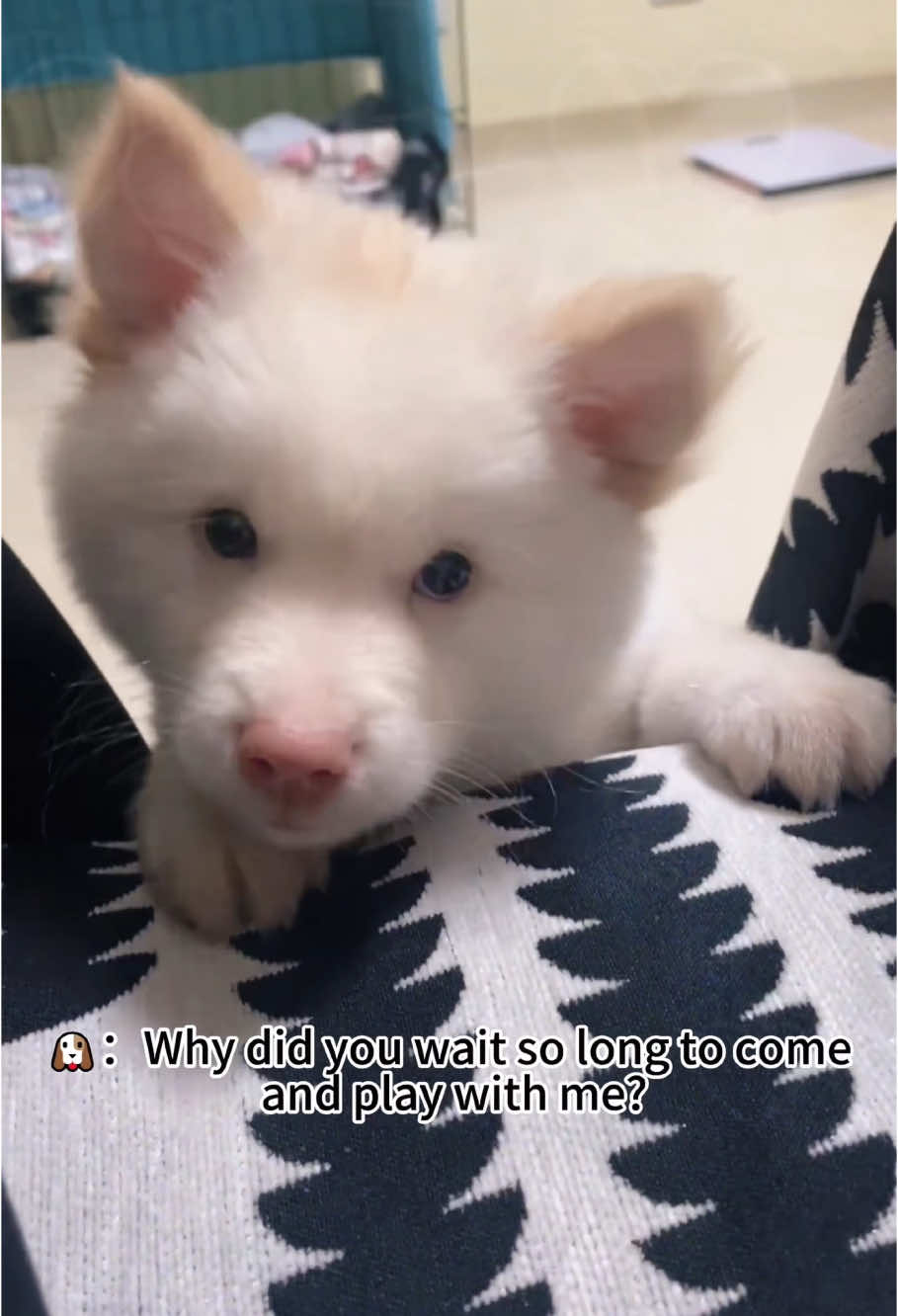 Puppy with a funny streak 😍😍#fyp #funny #pet #cute#foryou#dog #funnydogs#funnyvideos#funnytiktok  #puppy #dogsoftiktok#dancingdog  #labradorretriever#dogsoftiktok#dance #twerk#doglife